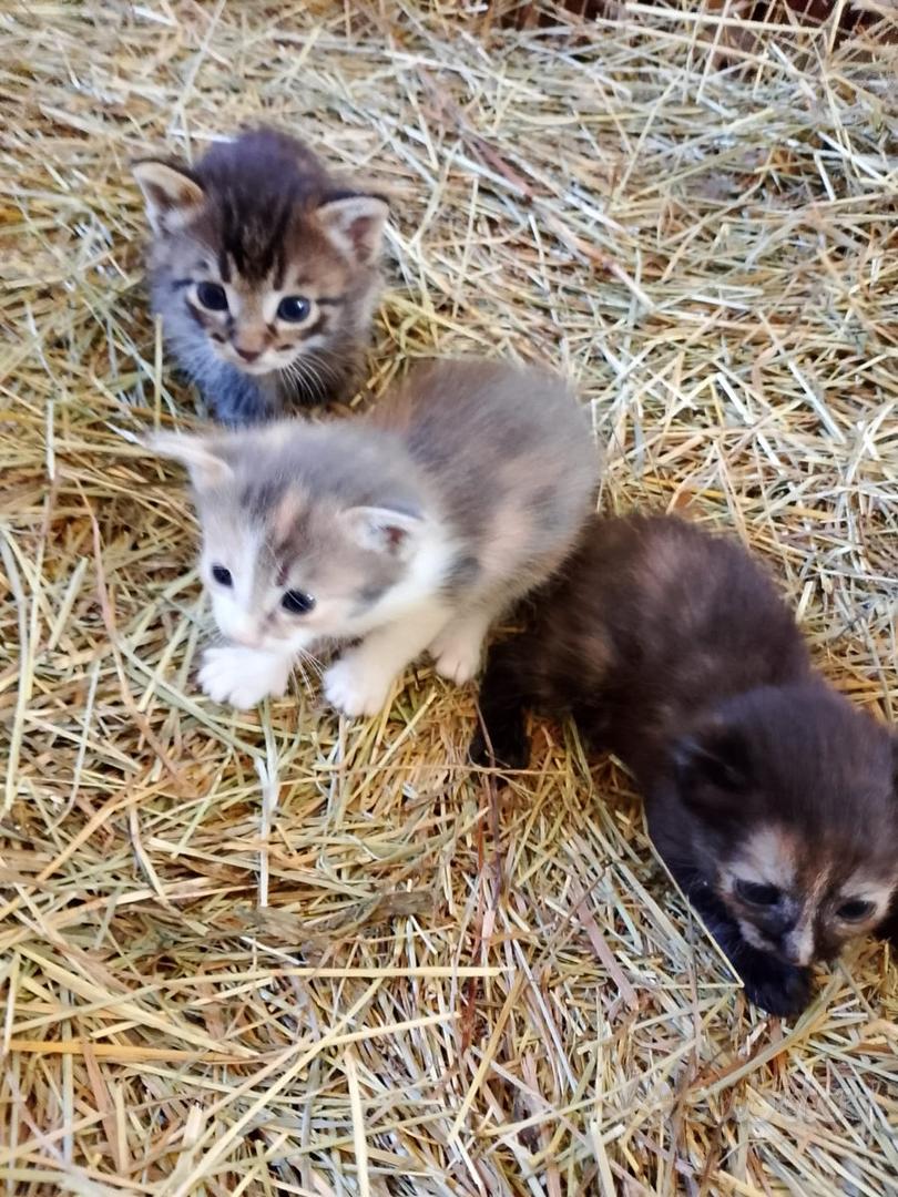 Gattini di due mesi - Animali In regalo a Cuneo