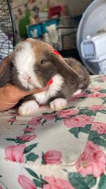 Cuccioli coniglio minilop varie colorazioni