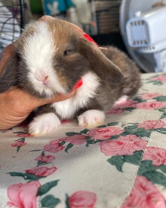 Cuccioli coniglio minilop varie colorazioni