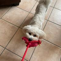 Maltese maschio senza pedigree per monta