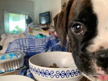 Cuccioli di boxer