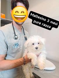 Cucciolo MASCHIO MINI Maltese ORIGINALE