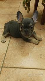 Cuccioli di bulldog francese
