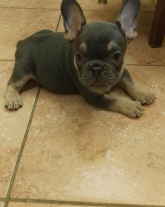 Cuccioli di bulldog francese