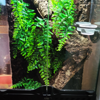 Geco crestato con teca e nebulizzazione