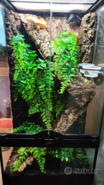 Geco crestato con teca e nebulizzazione