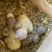 Inseparabili allevati a mano