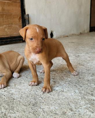 Cuccioli di cirneco dell'Etna