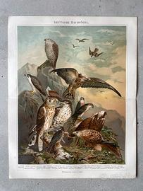 Aquile e falchi cromolitografia originale 130 anni
