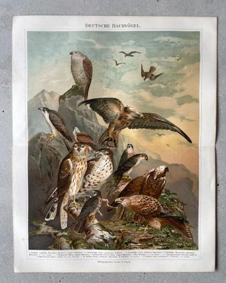 Aquile e falchi cromolitografia originale 130 anni