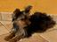 Immagine 2