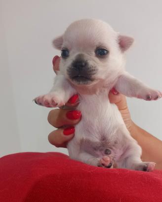 Chihuahua