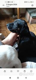 Si donano cuccioli