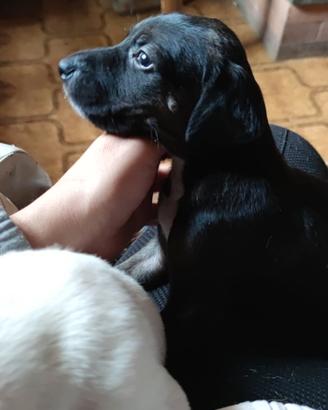 Si donano cuccioli