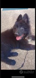 Cucciole total black
