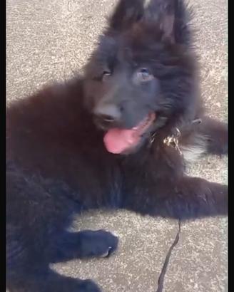 Cucciole total black