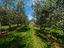 Immagine 11