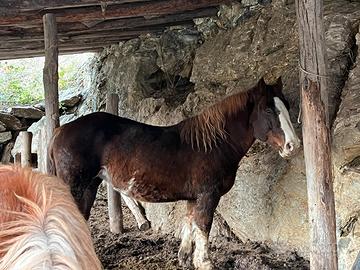 Cavalla Bretone 8 anni