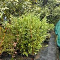 Piante da siepe leylandi,photinia,nandina