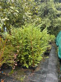 Piante da siepe leylandi,photinia,nandina