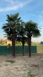 palme
