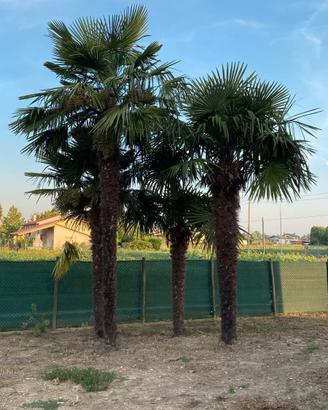 palme