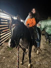 Cavalli per passeggiate