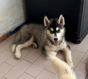 Cuccioli di Siberian Husky con pedigree