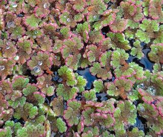 Porzioni di azolla Caroliniana 