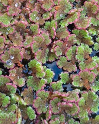 Porzioni di azolla Caroliniana 