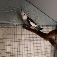 Calopsite faccia bianca maschio