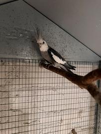 Calopsite faccia bianca maschio