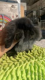 Conigli Fuzzy Lop disponibili