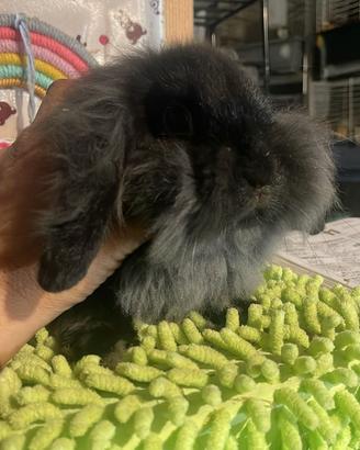 Conigli Fuzzy Lop disponibili
