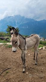 Bellissime Puledre di asino