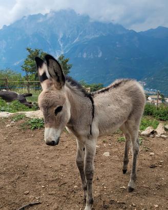 Bellissime Puledre di asino