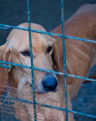 Cane da caccia