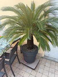 Pianta Cichas