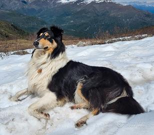 Cane pastore scozzese pelo lungo ( Lassie)