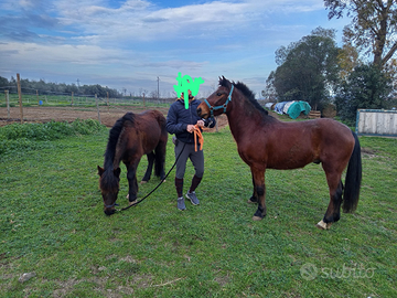 Pony salto pony games