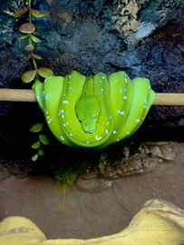 Morelia Viridis Aru 2023