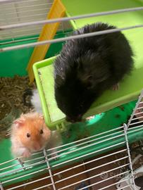 Coppia di criceti d'angora criceto d'angora
