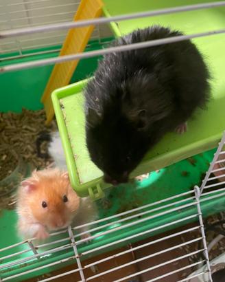 Coppia di criceti d'angora criceto d'angora