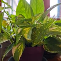 PIANTA DI GOLDEN POTHOS 