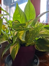 PIANTA DI GOLDEN POTHOS 