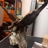 Acquila Capodimonte Tay 1953