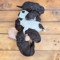 Cuccioli lagotto romagnolo