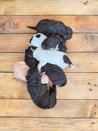 Cuccioli lagotto romagnolo