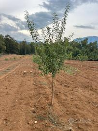 Mandorleto bio Piana degli Albanesi Ficuzza