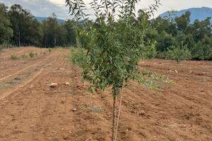 Mandorleto bio Piana degli Albanesi Ficuzza